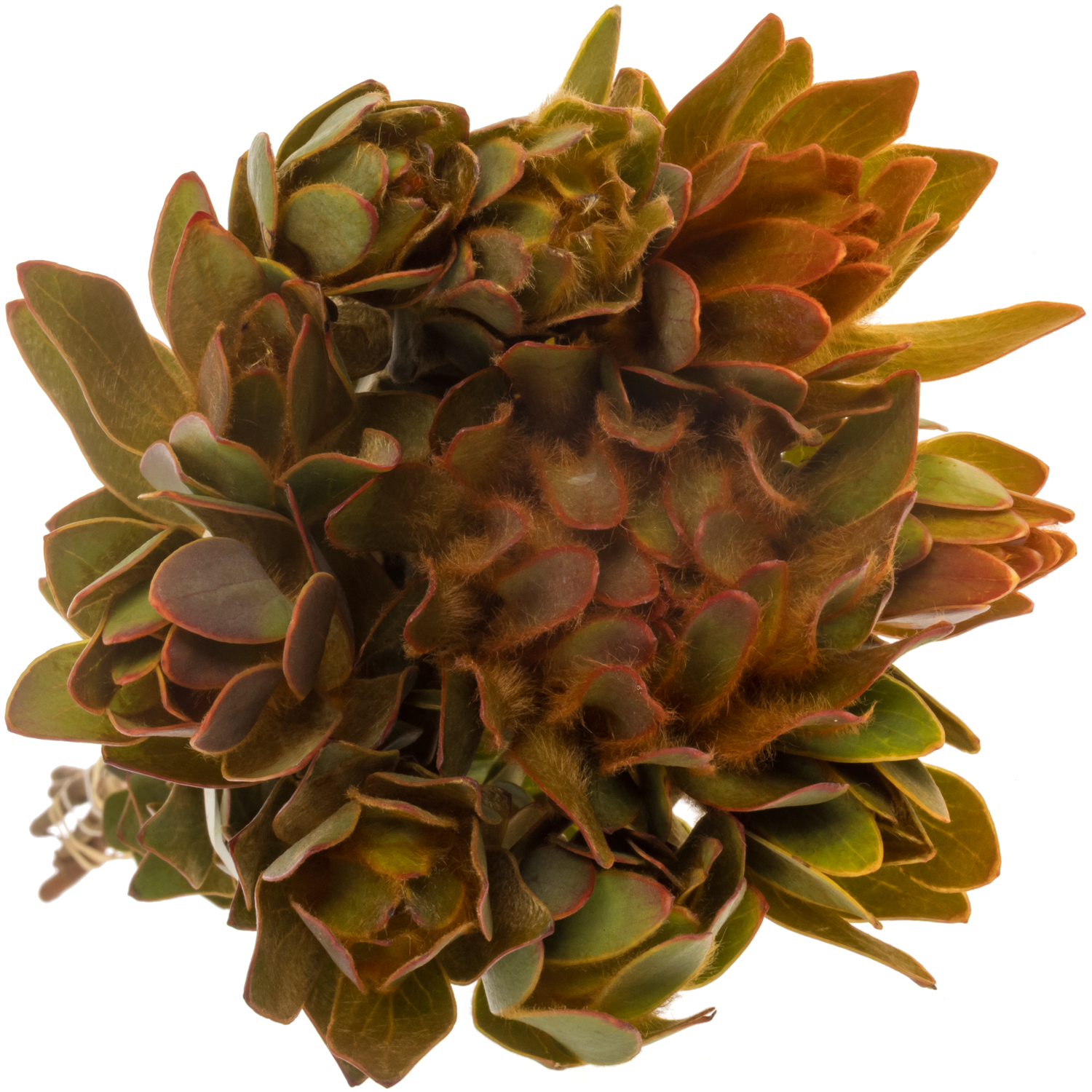 Leucadendron orange Nervosum 60cm