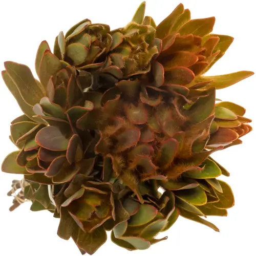 Leucadendron orange Nervosum 60cm