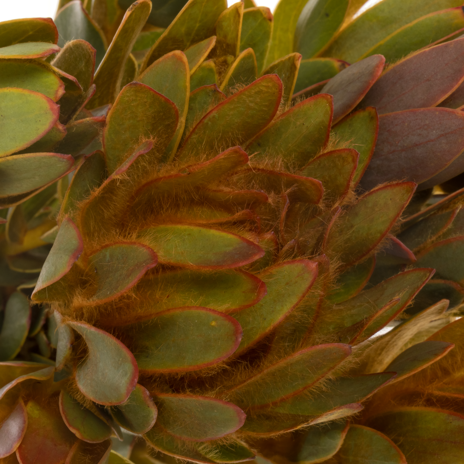 Leucadendron orange Nervosum 60cm
