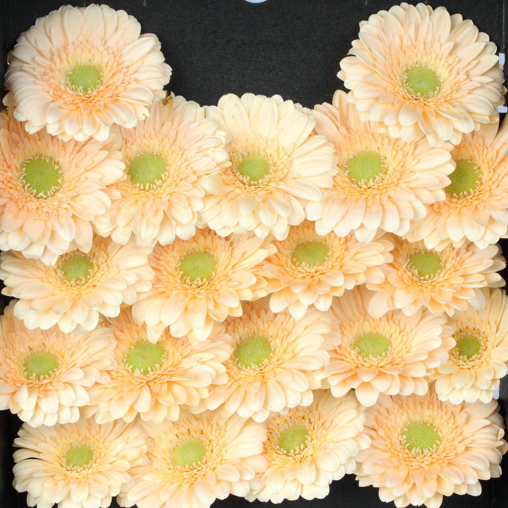 Germini apricot Moet