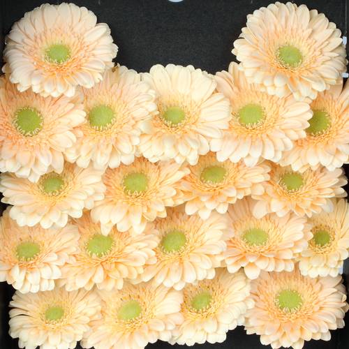 Germini apricot Moet