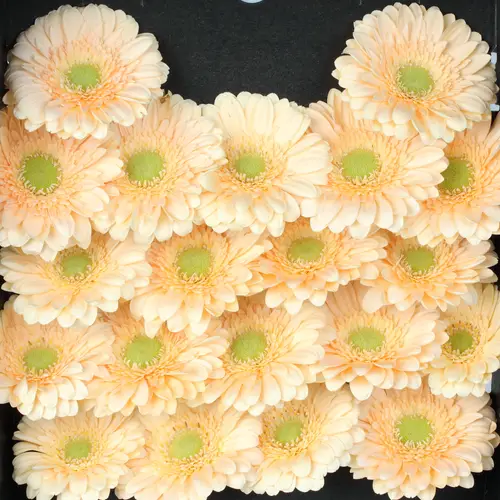 Germini apricot Moet
