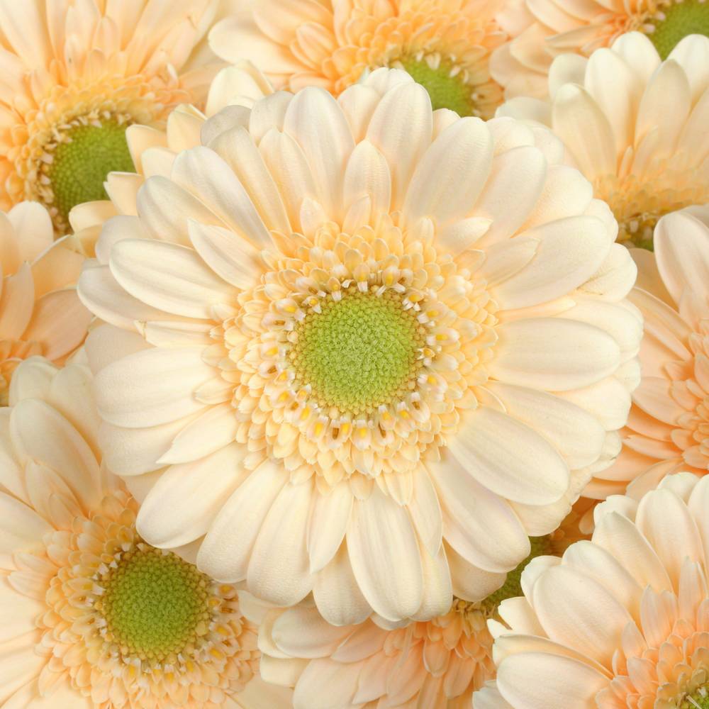Germini apricot Moet