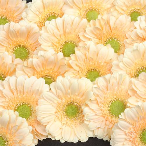 Germini apricot Moet