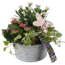 Garten.Arr PTPP6812 T16 H022