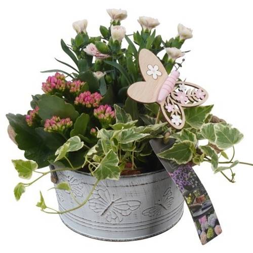 Garten.Arr PTPP6812 T16 H022