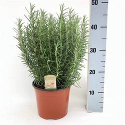 Rosmarin Officinalis T18 H040