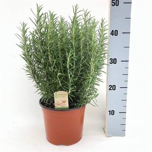 Rosmarin Officinalis T18 H040