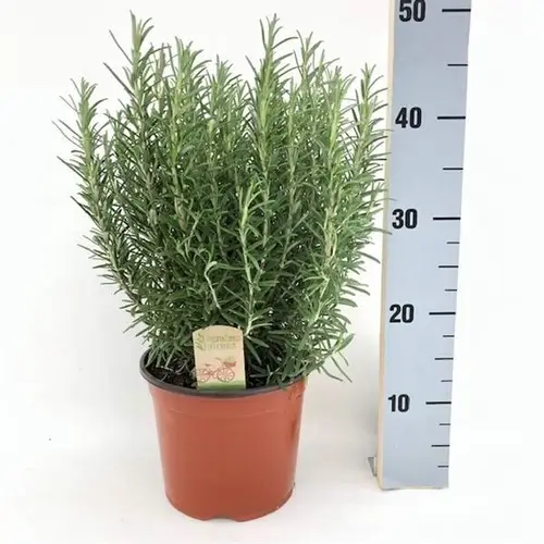 Rosmarin Officinalis T18 H040