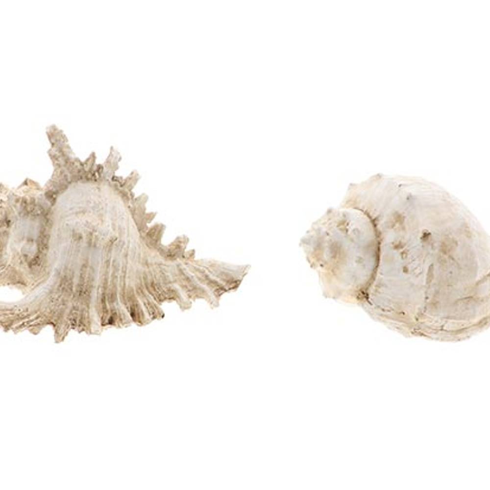 Muschel Ozean weiss 2/Set D15cm