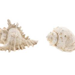 Muschel Ozean weiss 2/Set D15cm