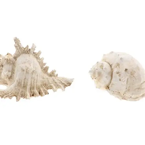 Muschel Ozean weiss 2/Set D15cm