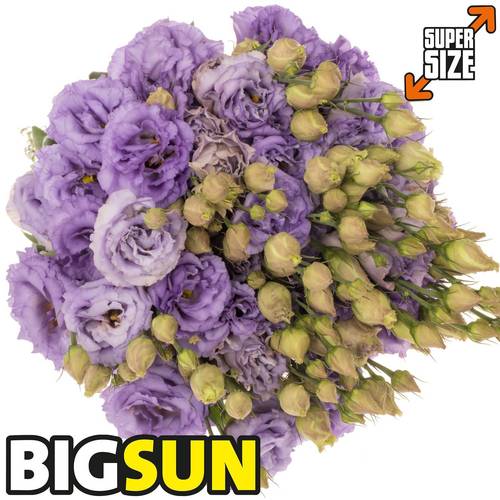 Lisianthus Celeb Grape Bigsun 5+Blüte 70