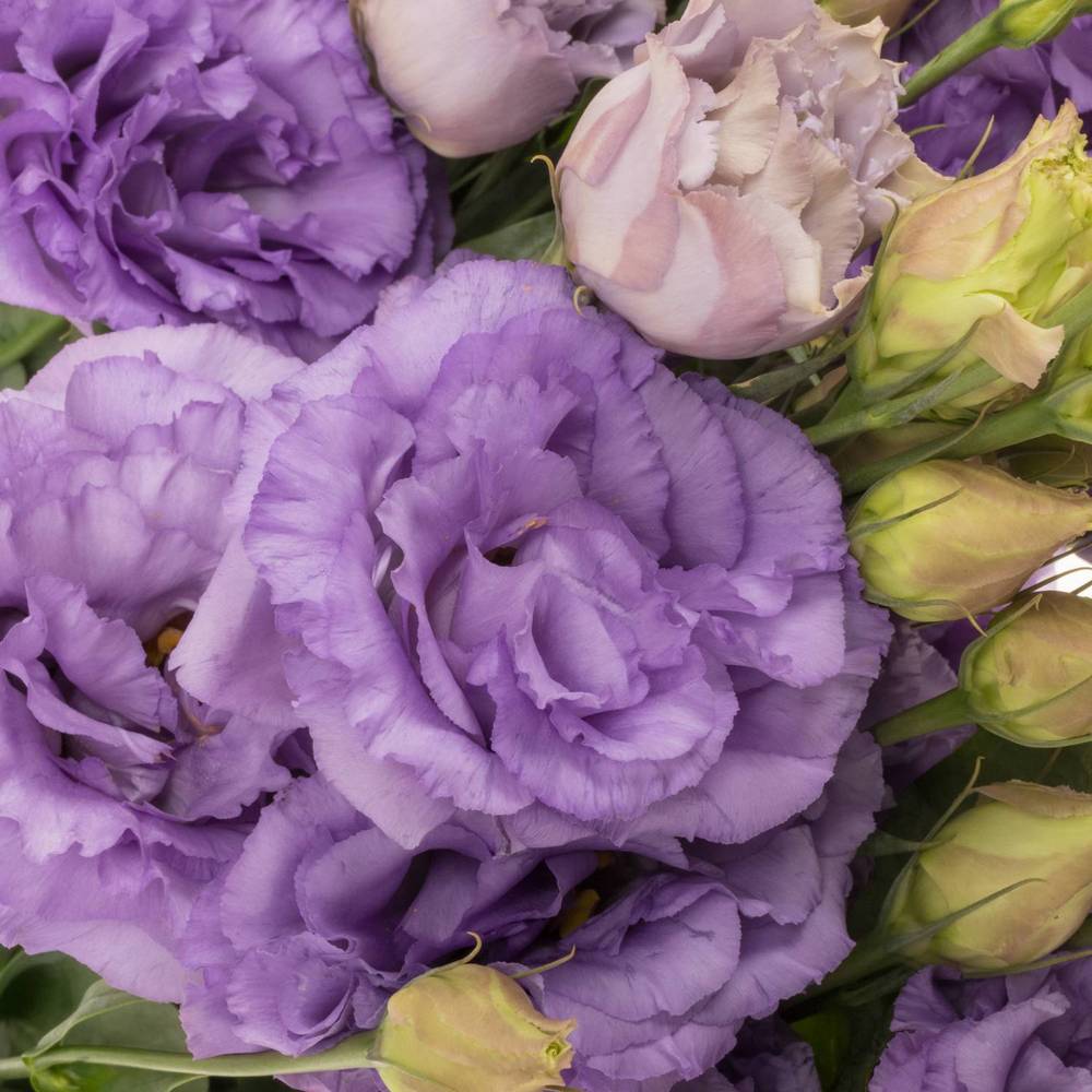 Lisianthus Celeb Grape Bigsun 5+Blüte 70
