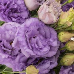 Lisianthus Celeb Grape Bigsun 5+Blüte 70