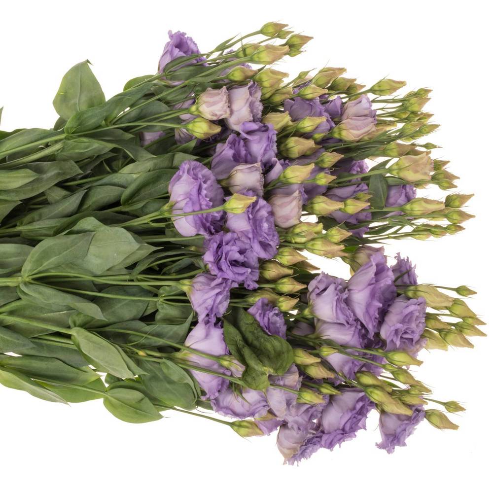 Lisianthus Celeb Grape Bigsun 5+Blüte 70
