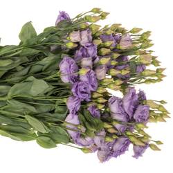 Lisianthus Celeb Grape Bigsun 5+Blüte 70