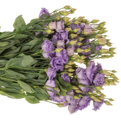Lisianthus Celeb Grape Bigsun 5+Blüte 70