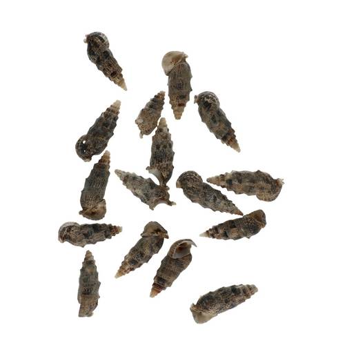 Muscheln Aloco 500gr Natur