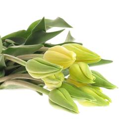 Franz.gelb Ouveze 65 Gramm 60cm