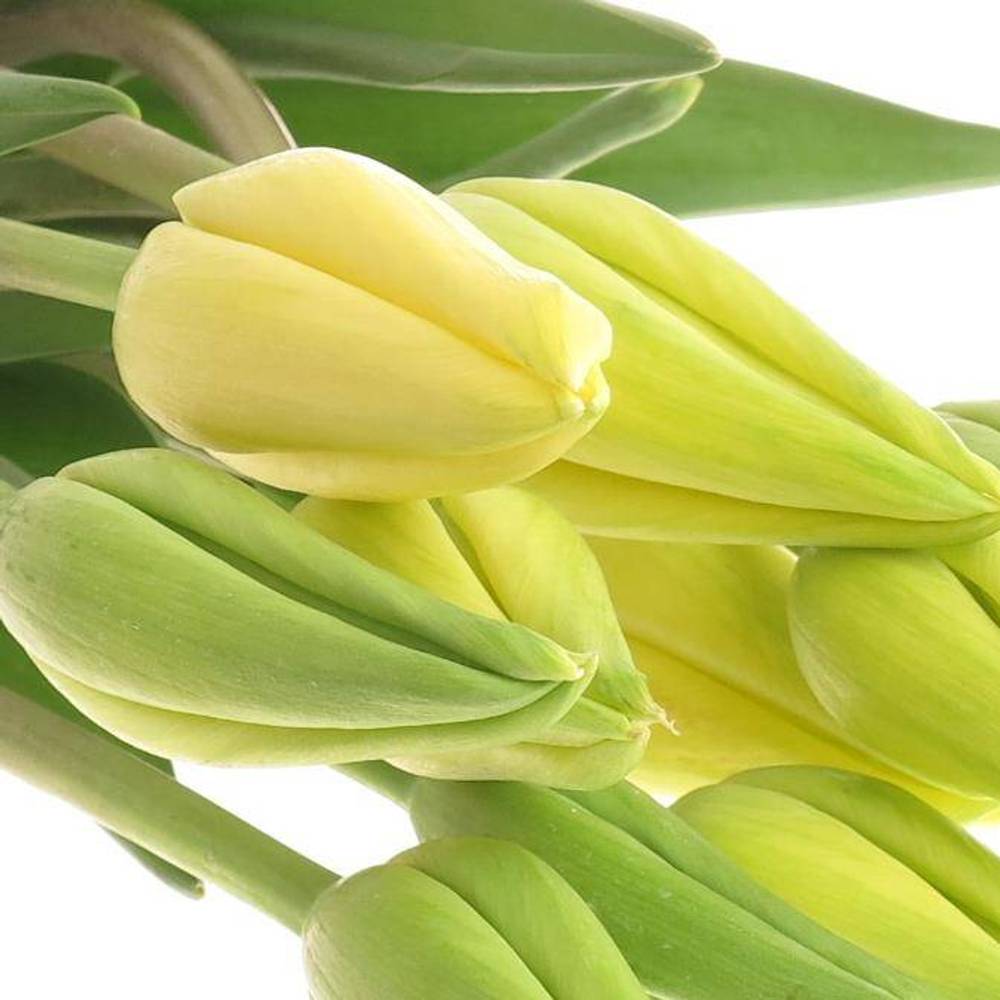 Franz.gelb Ouveze 65 Gramm 60cm