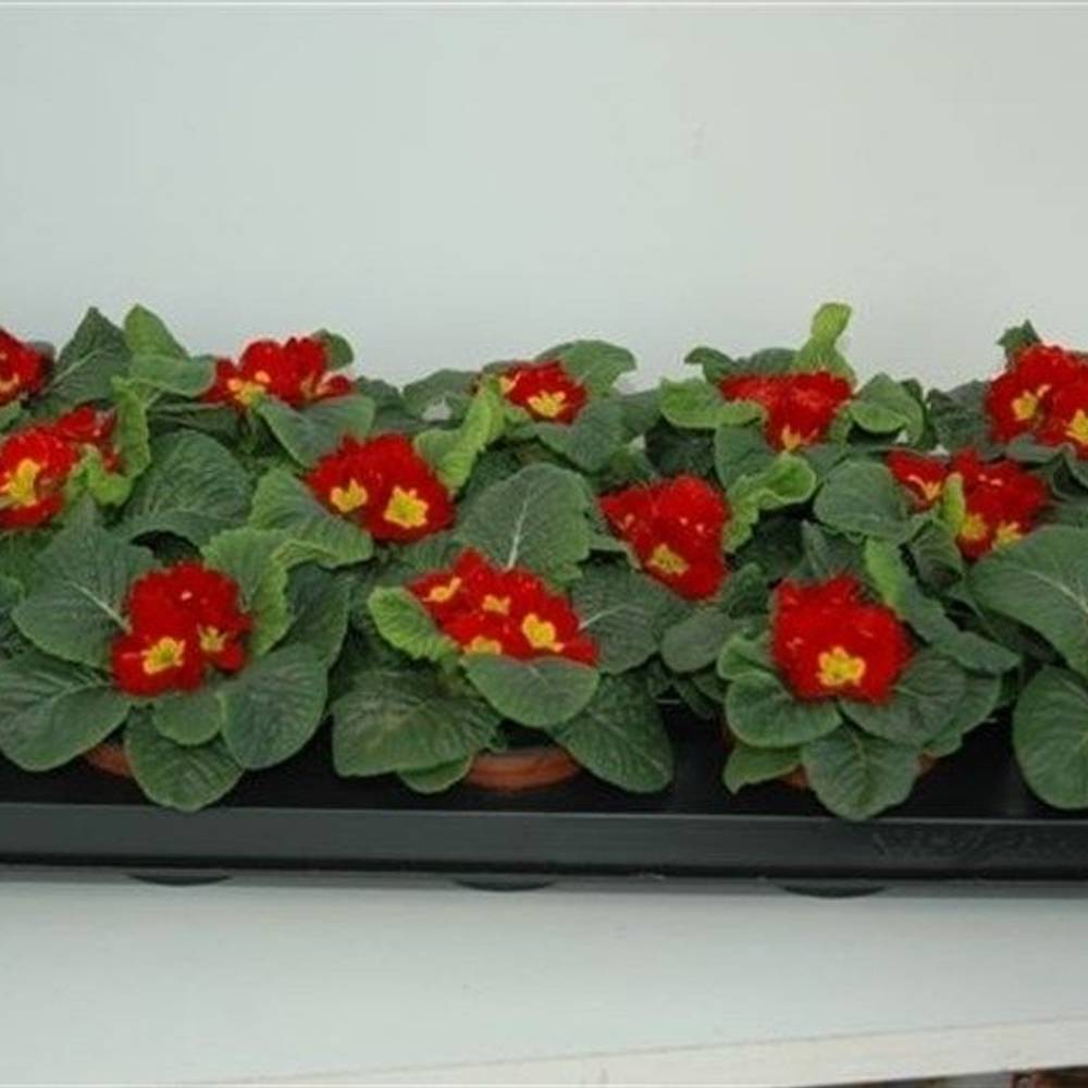 Primula Acaulis rot T09 H012