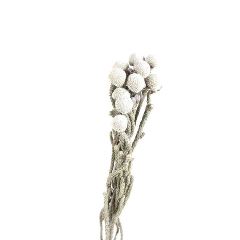 Trocken Brunia  weiss L40cm x3