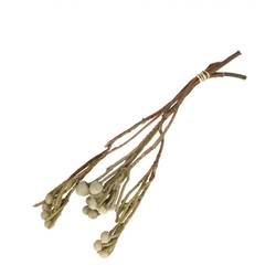 Trocken Brunia  weiss L40cm x3