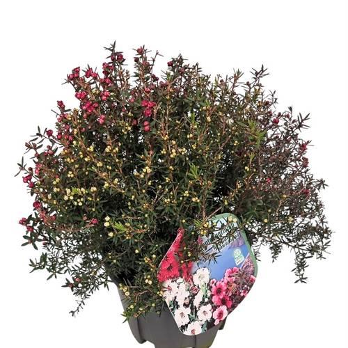 Leptospermum Trio Busch T19 H040