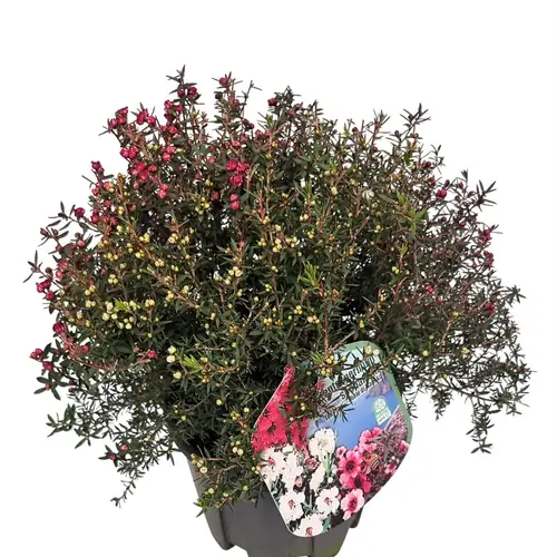Leptospermum Trio Busch T19 H040