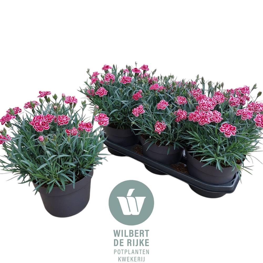 Dianthus lila/rosa Strawberry Eyes T19 H035
