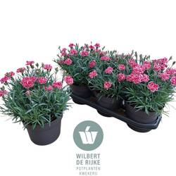 Dianthus lila/rosa Strawberry Eyes T19 H035