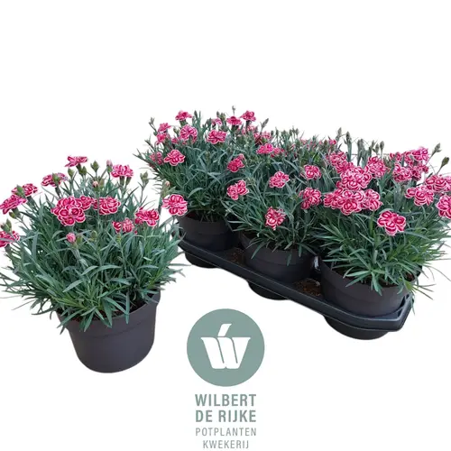 Dianthus lila/rosa Strawberry Eyes T19 H035