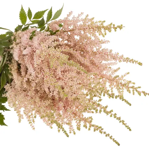Spirea  hell rosa Avalanche 50cm