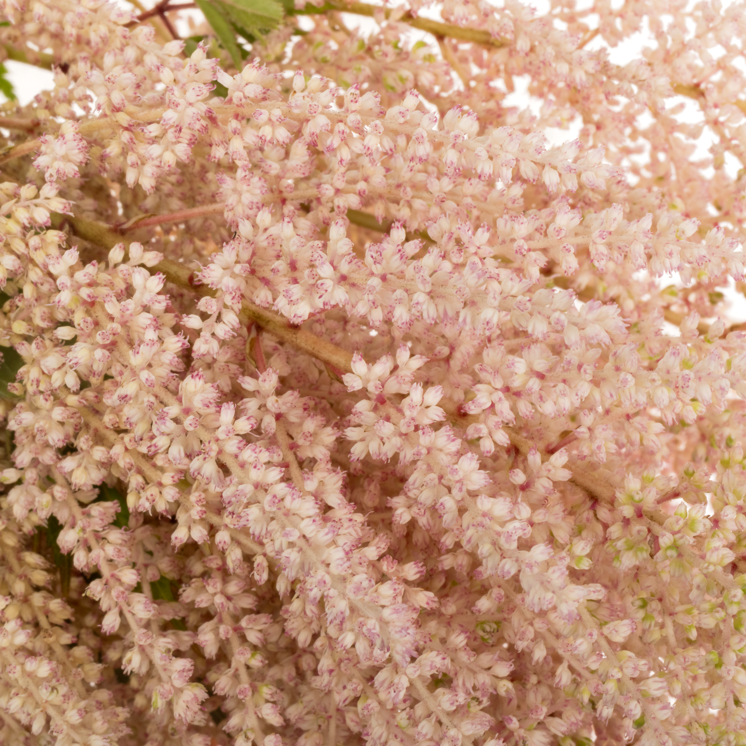 Spirea  hell rosa Avalanche 50cm