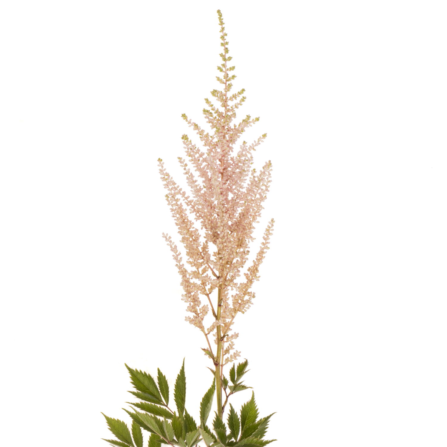 Spirea  hell rosa Avalanche 50cm