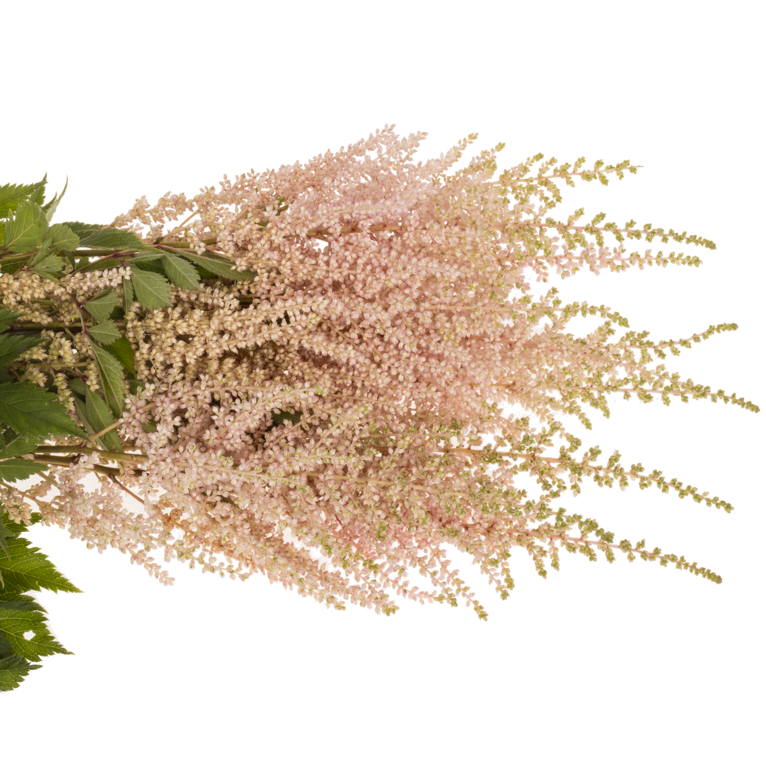 Spirea  hell rosa Avalanche 50cm
