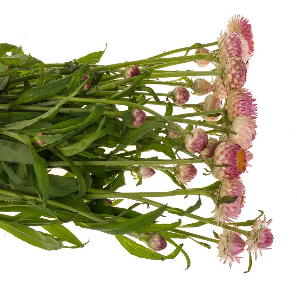 Helicrysum rosa 70cm