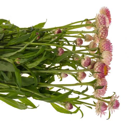 Helicrysum rosa 70cm