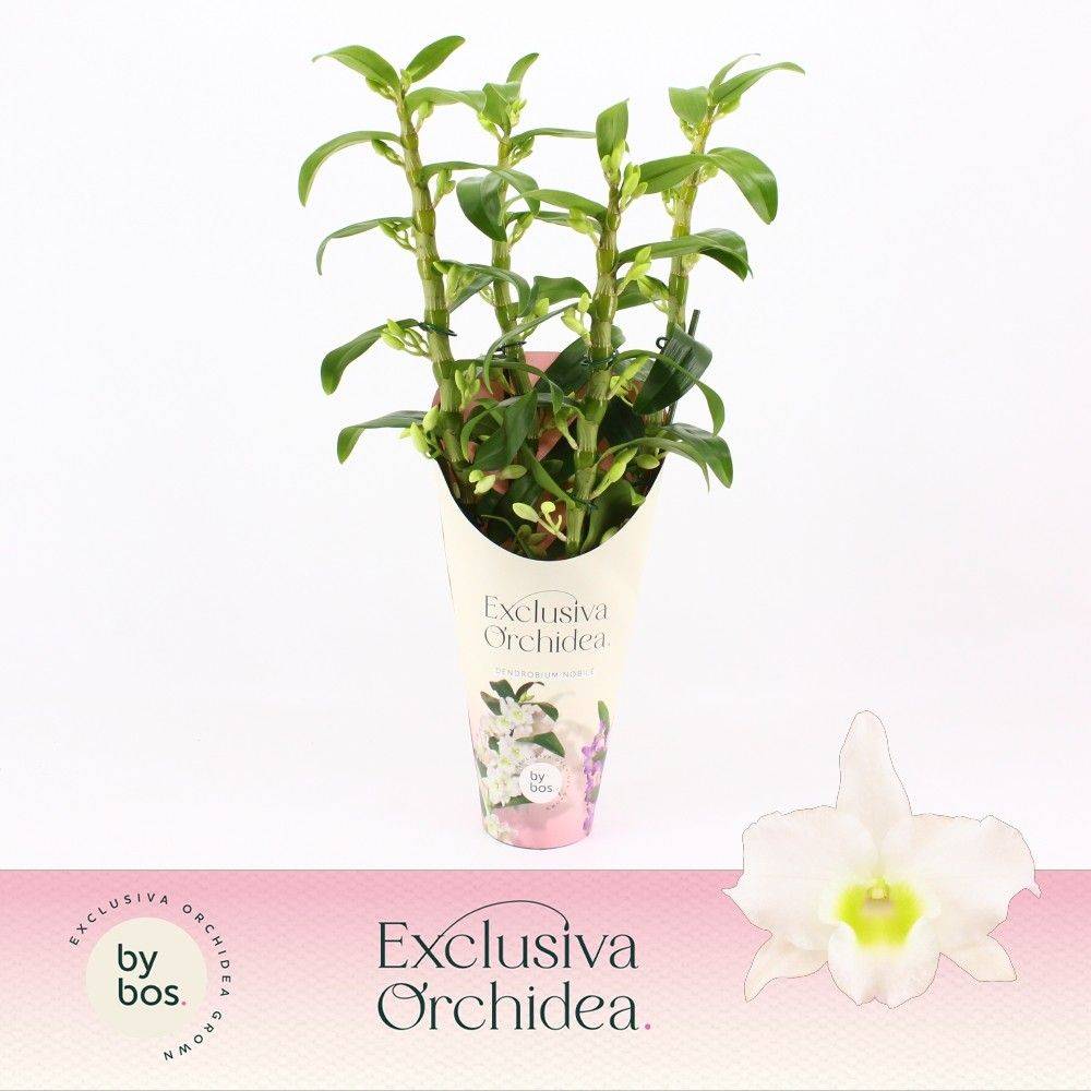 Dendrobium Nobile 4-R weiss Apollon T12 H050