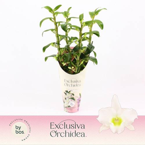 Dendrobium Nobile 4-R weiss Apollon T12 H050