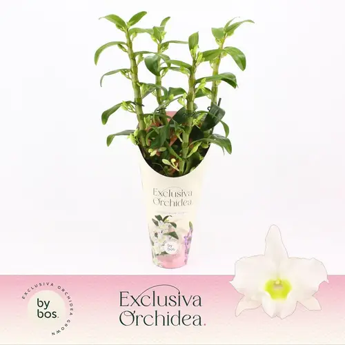 Dendrobium Nobile 4-R weiss Apollon T12 H050