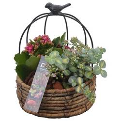 Garten.Arr PTHO4141 Herbst T16 H024