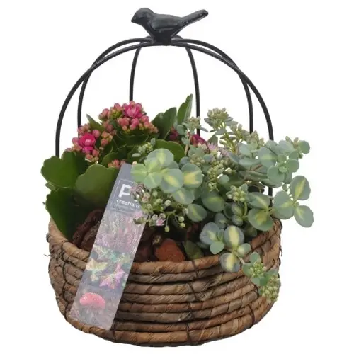 Garten.Arr PTHO4141 Herbst T16 H024