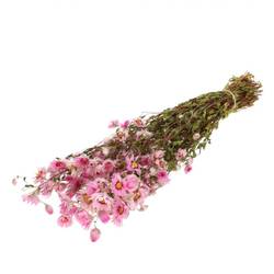 Trocken Rhodante rosa L50cm 60gr