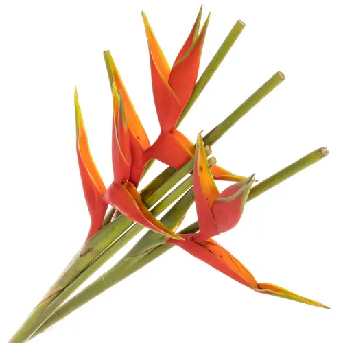 Heliconia rot Humilis 80cm X15