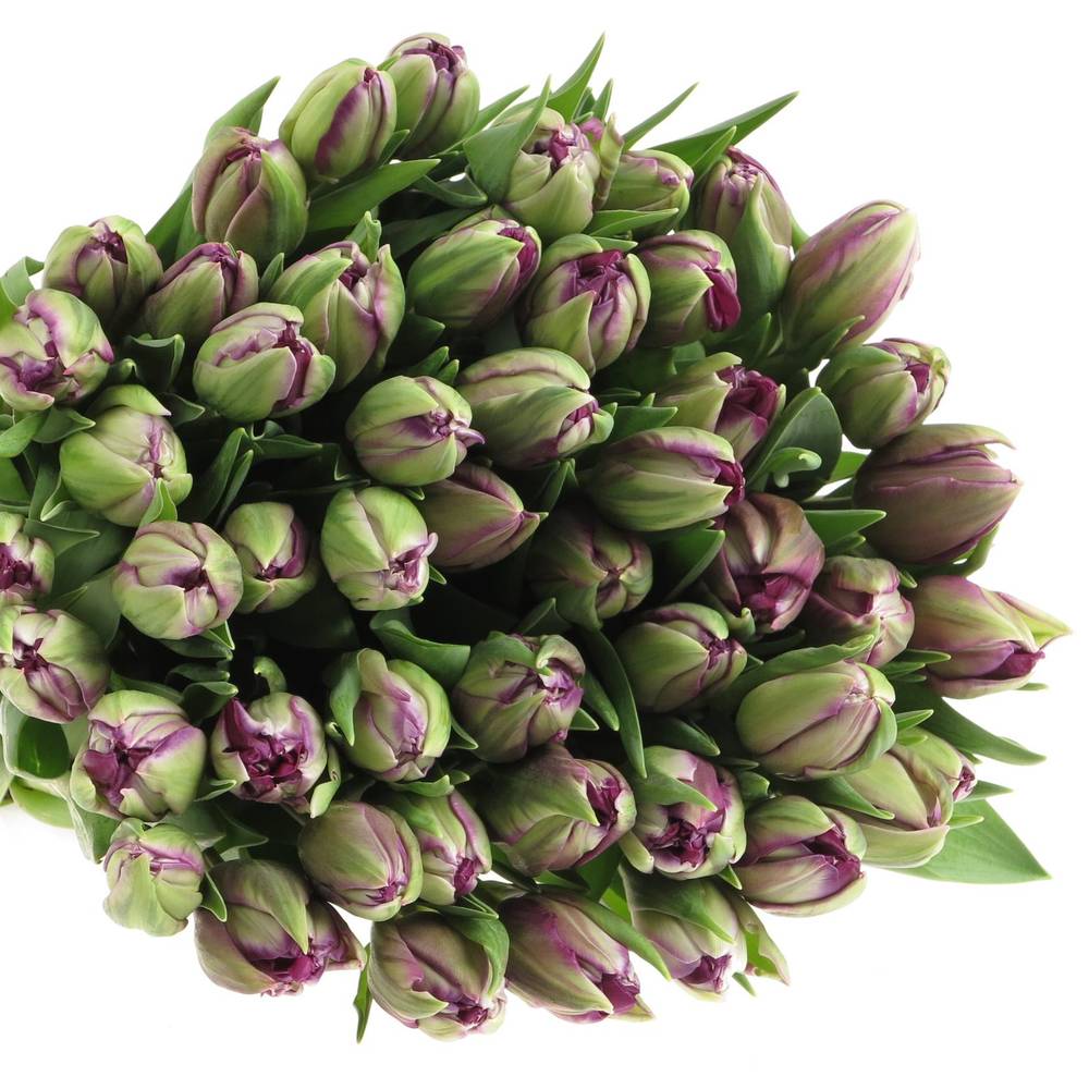 Tulpe lila doppel Piony 38 Gramm