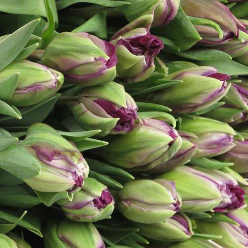 Tulpe lila doppel Piony 38 Gramm