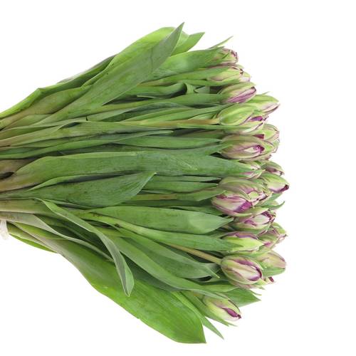 Tulpe lila doppel Piony 38 Gramm