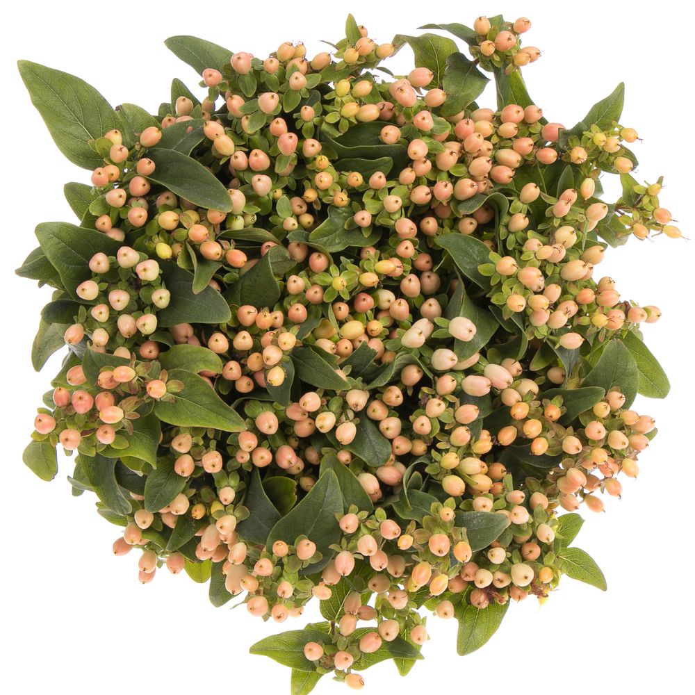 Hypericum lachs Fall Bündel 40cm